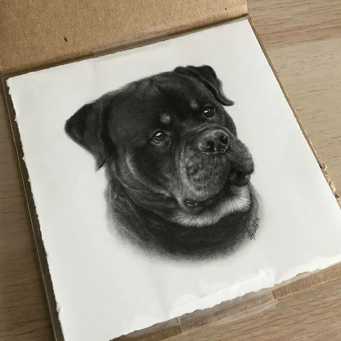 Artist Makes Realistic Pet Portraits Using Only A Pencil, Here Are The Best 49 Works