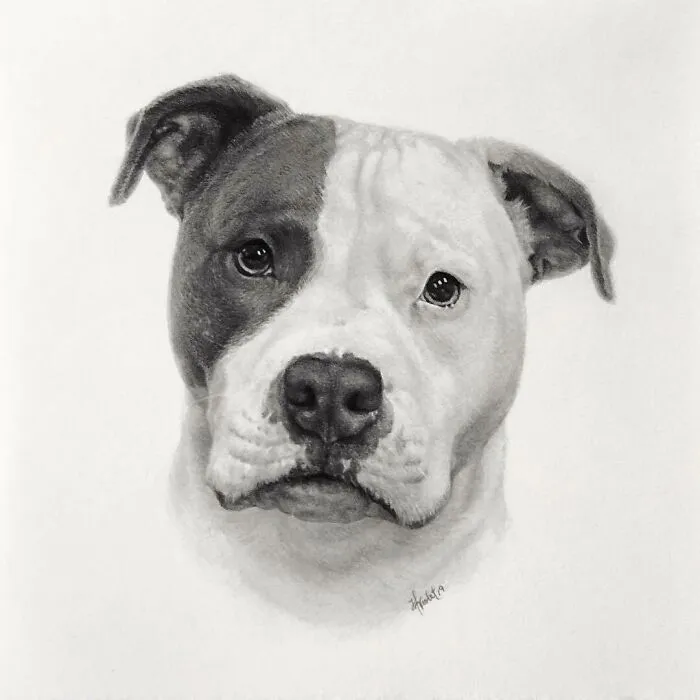 Artist Makes Realistic Pet Portraits Using Only A Pencil, Here Are The Best 49 Works