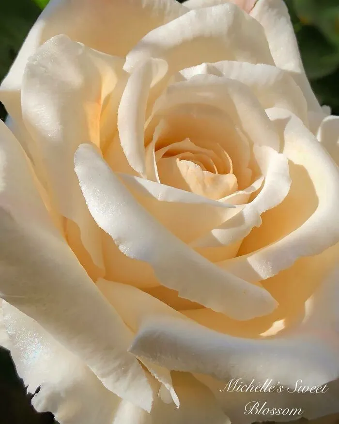 Award-Winning Australian Confectioner Creates Stunning Sugar Flowers (76 Pics)