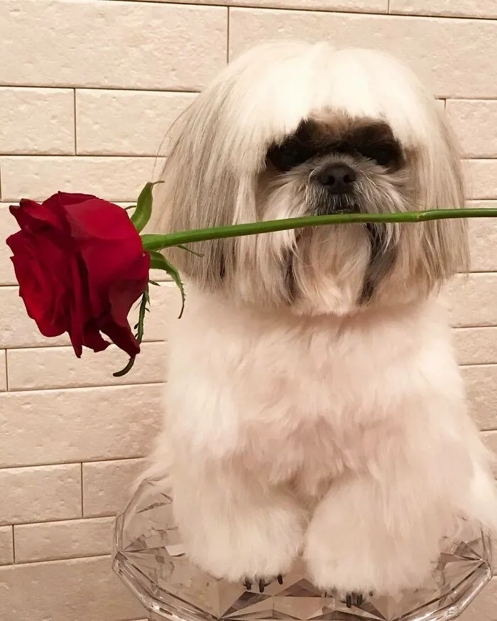 Fluffy Instagram-famous dog fashionista holding a red rose in its mouth, styled with a pop star vibe.
