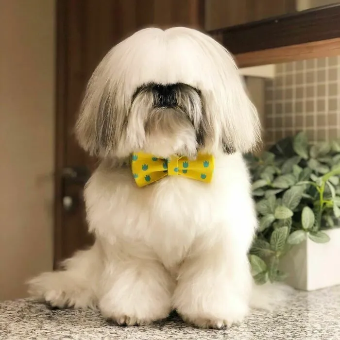 This Instagram-Famous Dog Fashionista Looks Like A Pop Star (47 Pics)
