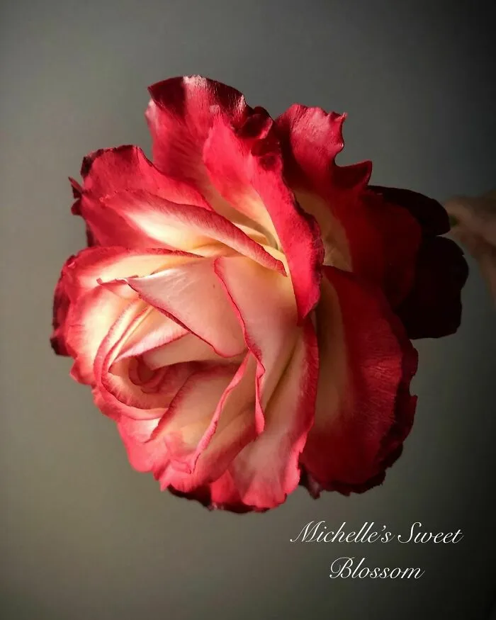 Award-Winning Australian Confectioner Creates Stunning Sugar Flowers (76 Pics)