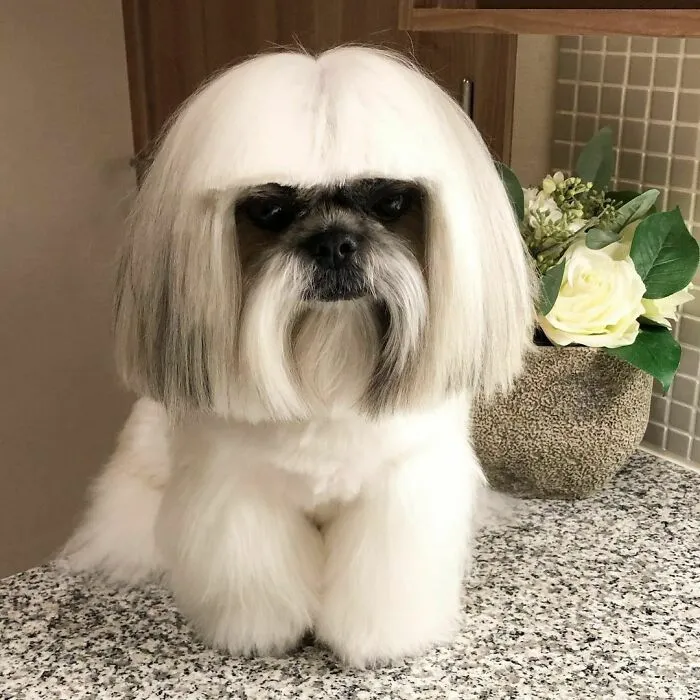Instagram-famous dog fashionista with a stylish white haircut resembling a pop star sitting on a countertop.