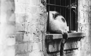 Cats Love Windows, Here Are My 60 Photos That Capture That