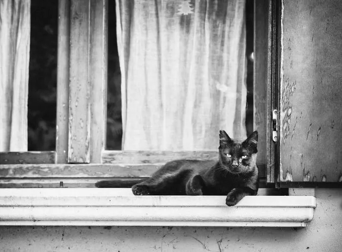 There Must Be Something About Cats And Windows That Makes Every Shot Look Perfect