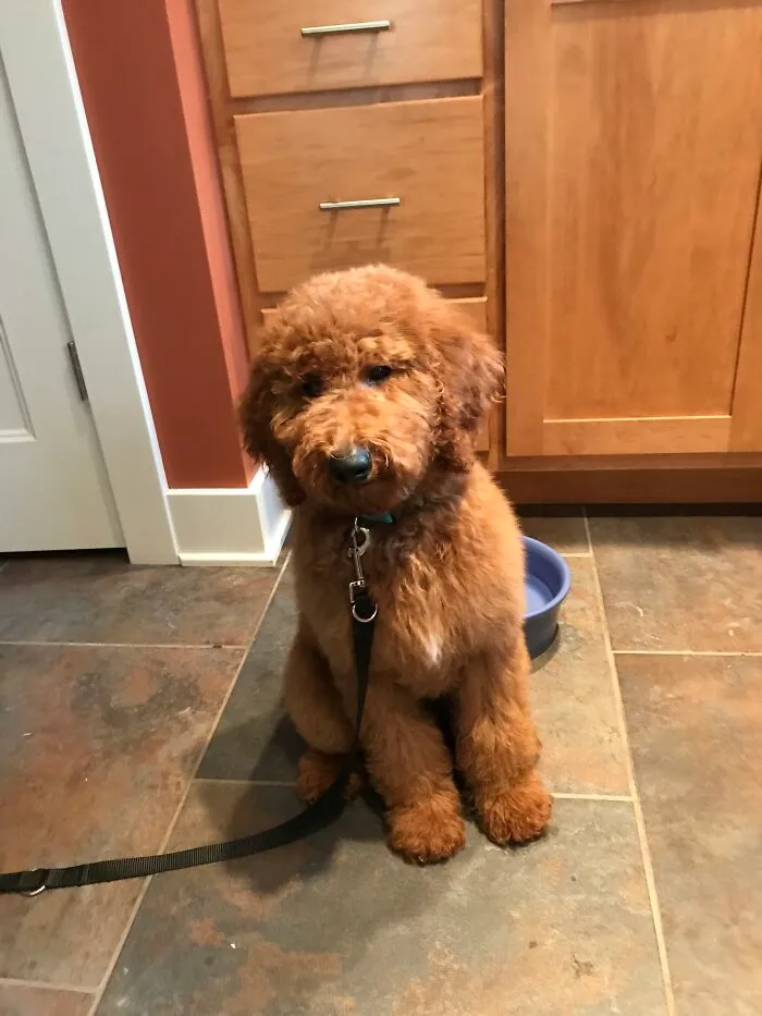 My Puppers!