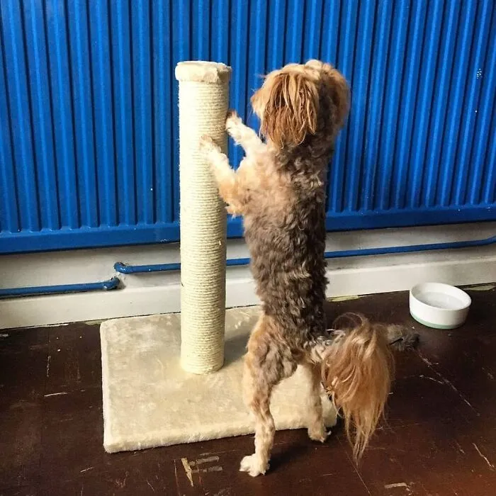 We Bought Seren A New Scratch Post And Of Course The Cat Went Straight For It