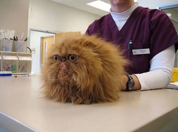 This Cat