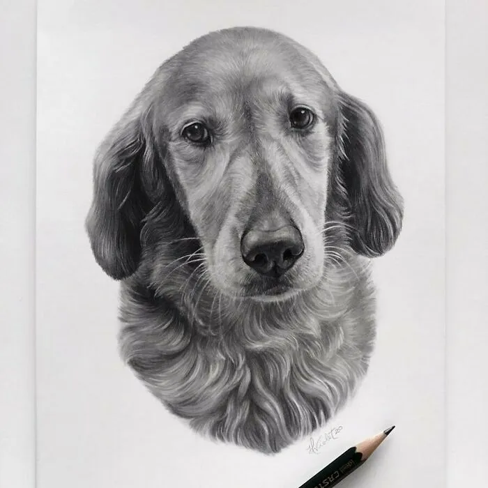 Artist Makes Realistic Pet Portraits Using Only A Pencil, Here Are The Best 49 Works