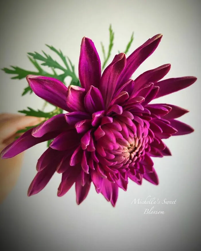 Award-Winning Australian Confectioner Creates Stunning Sugar Flowers (76 Pics)