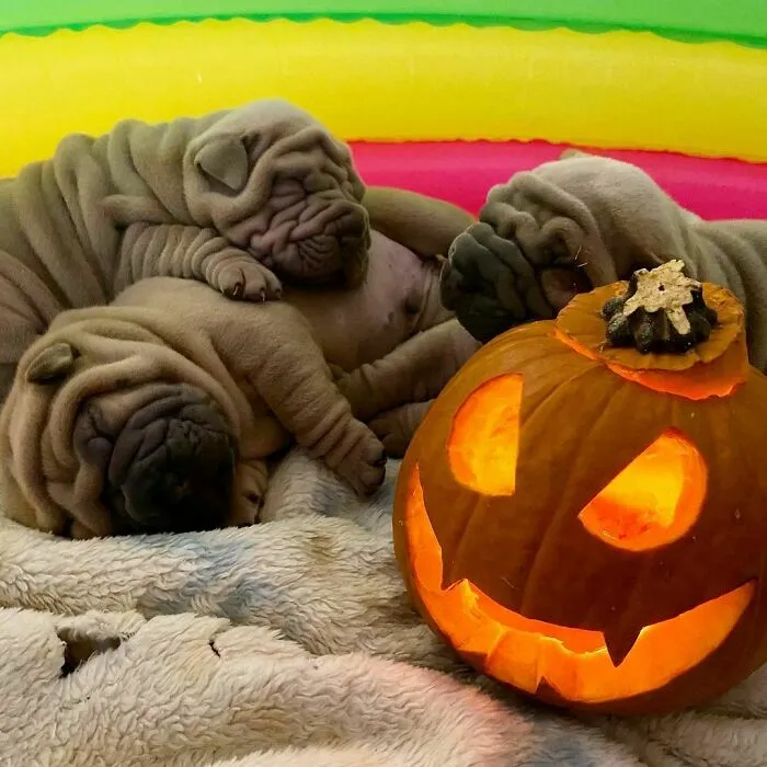 This Shar Pei Is Tricking People On The Internet Into Thinking He's A Scrunched-Up Blanket (53 Pics)