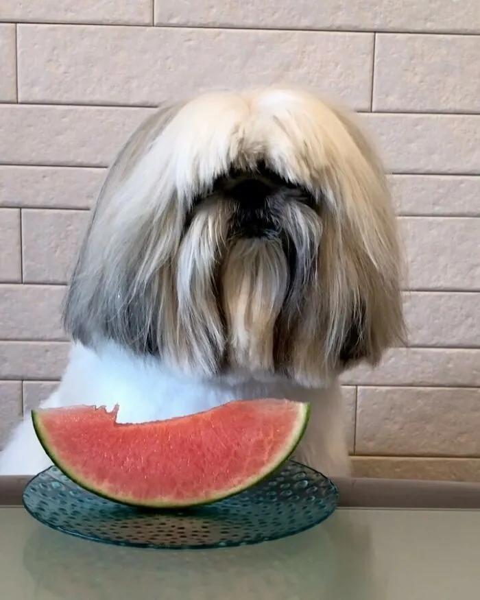 This Instagram-Famous Dog Fashionista Looks Like A Pop Star (47 Pics)