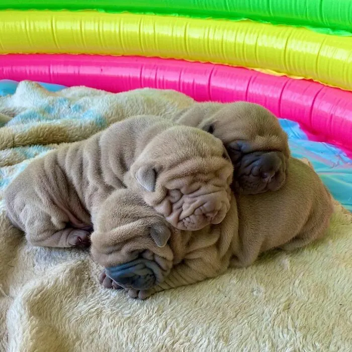 This Shar Pei Is Tricking People On The Internet Into Thinking He's A Scrunched-Up Blanket (53 Pics)