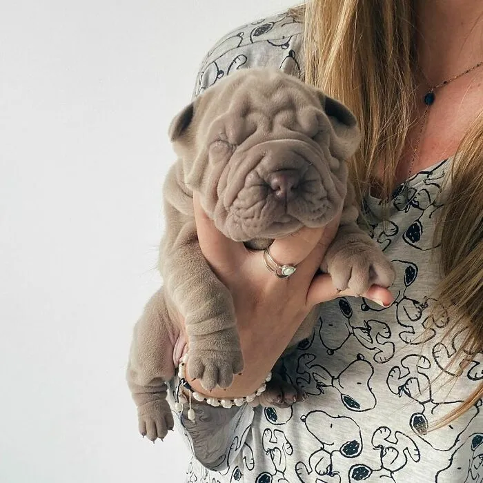 This Shar Pei Is Tricking People On The Internet Into Thinking He's A Scrunched-Up Blanket (53 Pics)