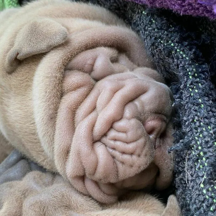 This Shar Pei Is Tricking People On The Internet Into Thinking He's A Scrunched-Up Blanket (53 Pics)