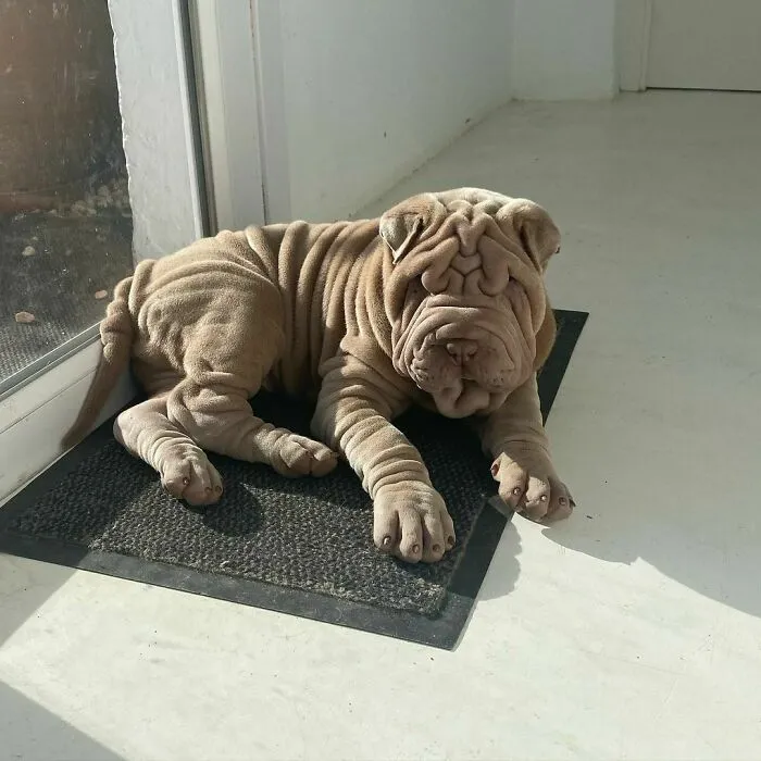 This Shar Pei Is Tricking People On The Internet Into Thinking He's A Scrunched-Up Blanket (53 Pics)