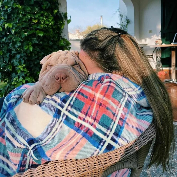 This Shar Pei Is Tricking People On The Internet Into Thinking He's A Scrunched-Up Blanket (53 Pics)