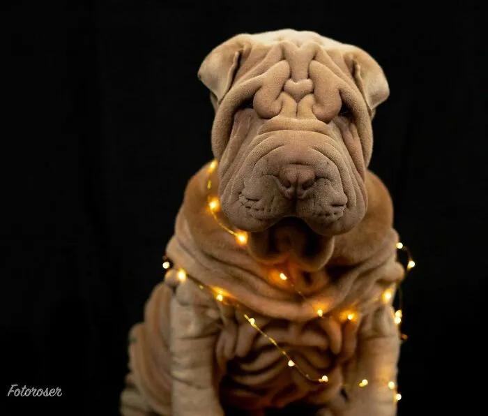 This Shar Pei Is Tricking People On The Internet Into Thinking He's A Scrunched-Up Blanket (53 Pics)