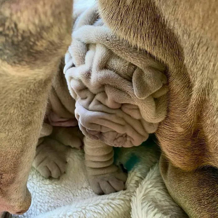 This Shar Pei Is Tricking People On The Internet Into Thinking He's A Scrunched-Up Blanket (53 Pics)