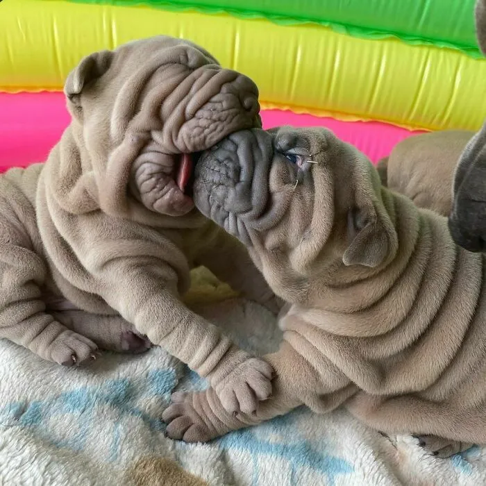 This Shar Pei Is Tricking People On The Internet Into Thinking He's A Scrunched-Up Blanket (53 Pics)