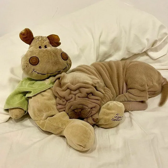 This Shar Pei Is Tricking People On The Internet Into Thinking He's A Scrunched-Up Blanket (53 Pics)
