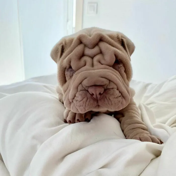 This Shar Pei Is Tricking People On The Internet Into Thinking He's A Scrunched-Up Blanket (53 Pics)