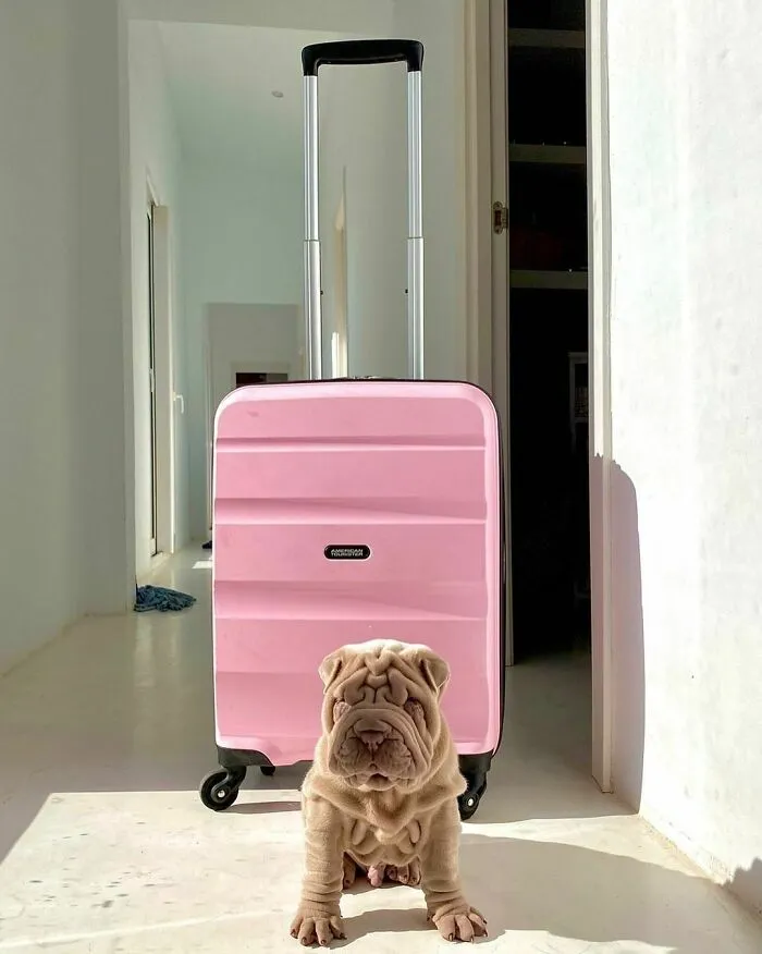 This Shar Pei Is Tricking People On The Internet Into Thinking He's A Scrunched-Up Blanket (53 Pics)