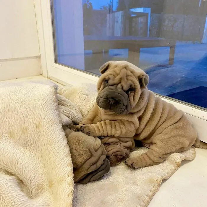 This Shar Pei Is Tricking People On The Internet Into Thinking He's A Scrunched-Up Blanket (53 Pics)