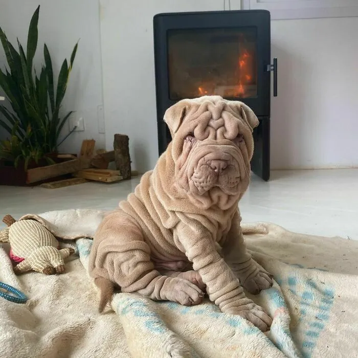 This Shar Pei Is Tricking People On The Internet Into Thinking He's A Scrunched-Up Blanket (53 Pics)