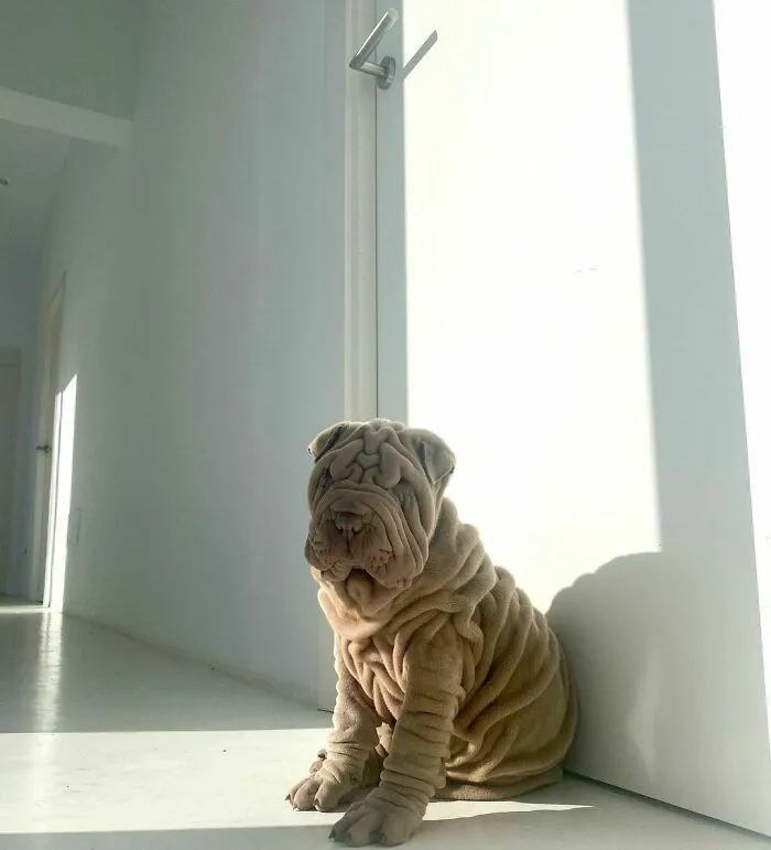 This Shar Pei Is Tricking People On The Internet Into Thinking He's A Scrunched-Up Blanket (53 Pics)