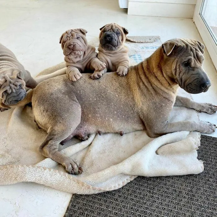 This Shar Pei Is Tricking People On The Internet Into Thinking He's A Scrunched-Up Blanket (53 Pics)