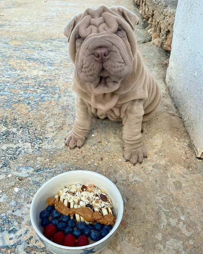 This Shar Pei Is Tricking People On The Internet Into Thinking He's A Scrunched-Up Blanket (53 Pics)