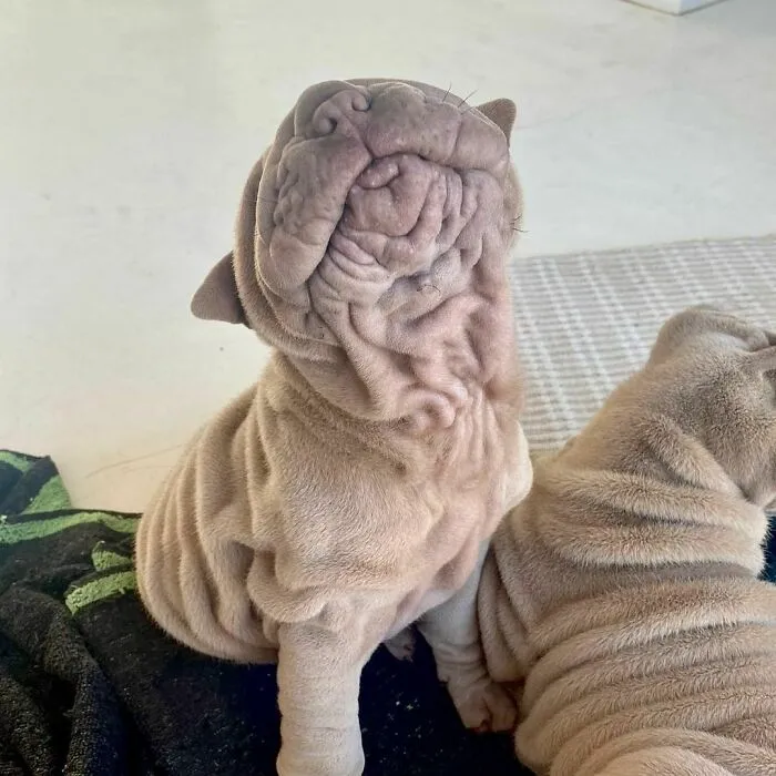 This Shar Pei Is Tricking People On The Internet Into Thinking He's A Scrunched-Up Blanket (53 Pics)