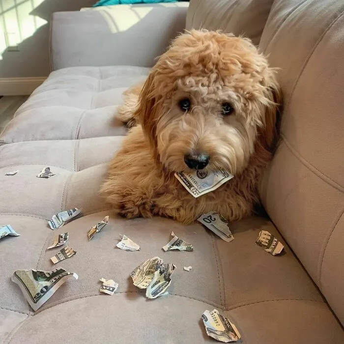 Todo lo que quería era hacer un depósito para comprar más golosinas. No sé por qué mis ojos de cachorro no funcionaron en esta situación.
