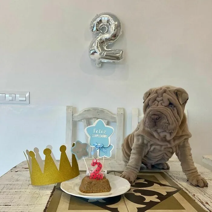 This Shar Pei Is Tricking People On The Internet Into Thinking He's A Scrunched-Up Blanket (53 Pics)