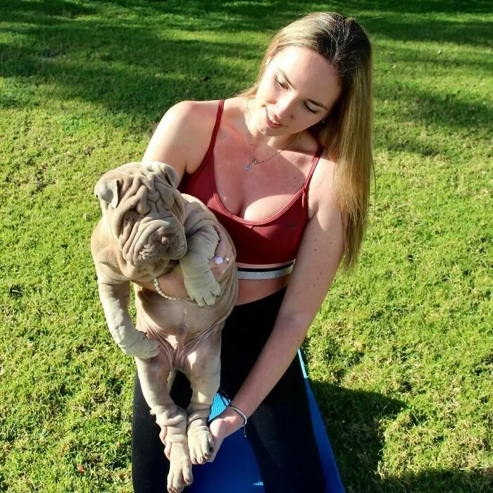 This Shar Pei Is Tricking People On The Internet Into Thinking He's A Scrunched-Up Blanket (53 Pics)