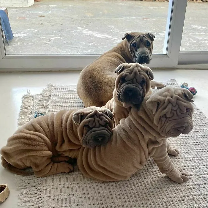 This Shar Pei Is Tricking People On The Internet Into Thinking He's A Scrunched-Up Blanket (53 Pics)