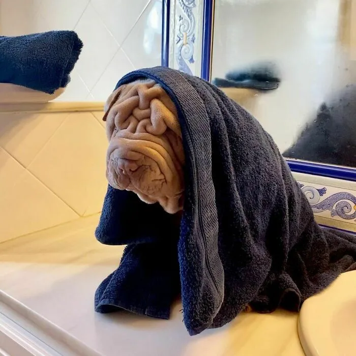 This Shar Pei Is Tricking People On The Internet Into Thinking He's A Scrunched-Up Blanket (53 Pics)