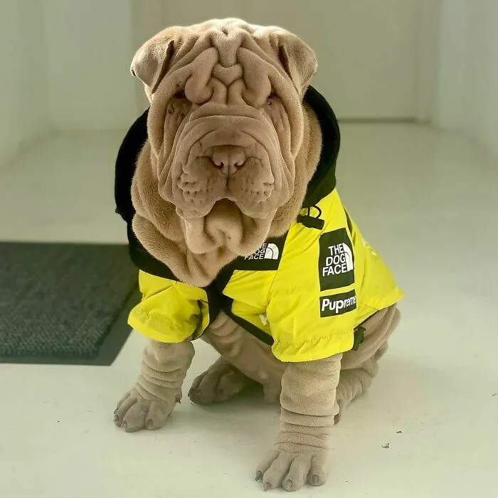 This Shar Pei Is Tricking People On The Internet Into Thinking He's A Scrunched-Up Blanket (53 Pics)