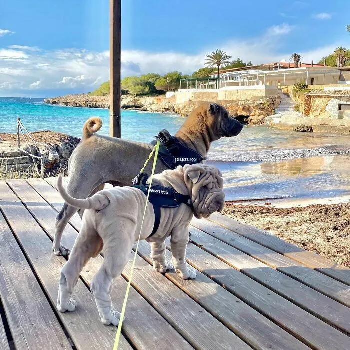 This Shar Pei Is Tricking People On The Internet Into Thinking He's A Scrunched-Up Blanket (53 Pics)