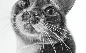 Artist Makes Realistic Pet Portraits Using Only A Pencil, Here Are The Best 49 Works