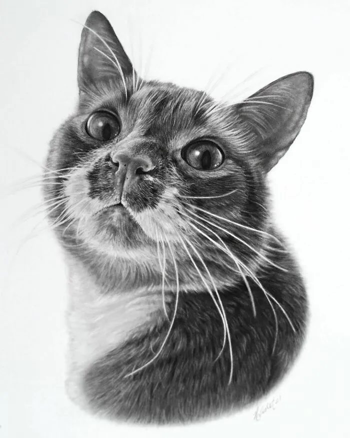 Artist Makes Realistic Pet Portraits Using Only A Pencil, Here Are The Best 49 Works