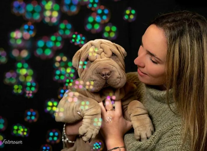 This Shar Pei Is Tricking People On The Internet Into Thinking He's A Scrunched-Up Blanket (53 Pics)