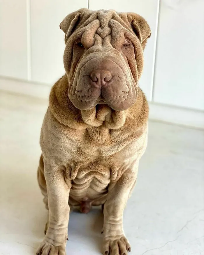 This Shar Pei Is Tricking People On The Internet Into Thinking He's A Scrunched-Up Blanket (53 Pics)