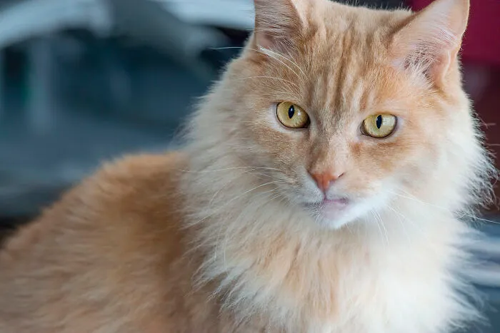 Chataro (Aka Snaggletooth)