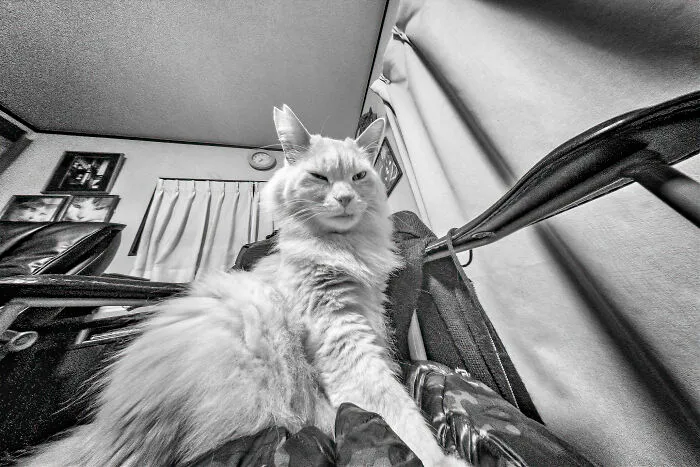 There Aren't Enough Black And White Photographs Of Cats, Nor Can There Be, So Here Are Mine