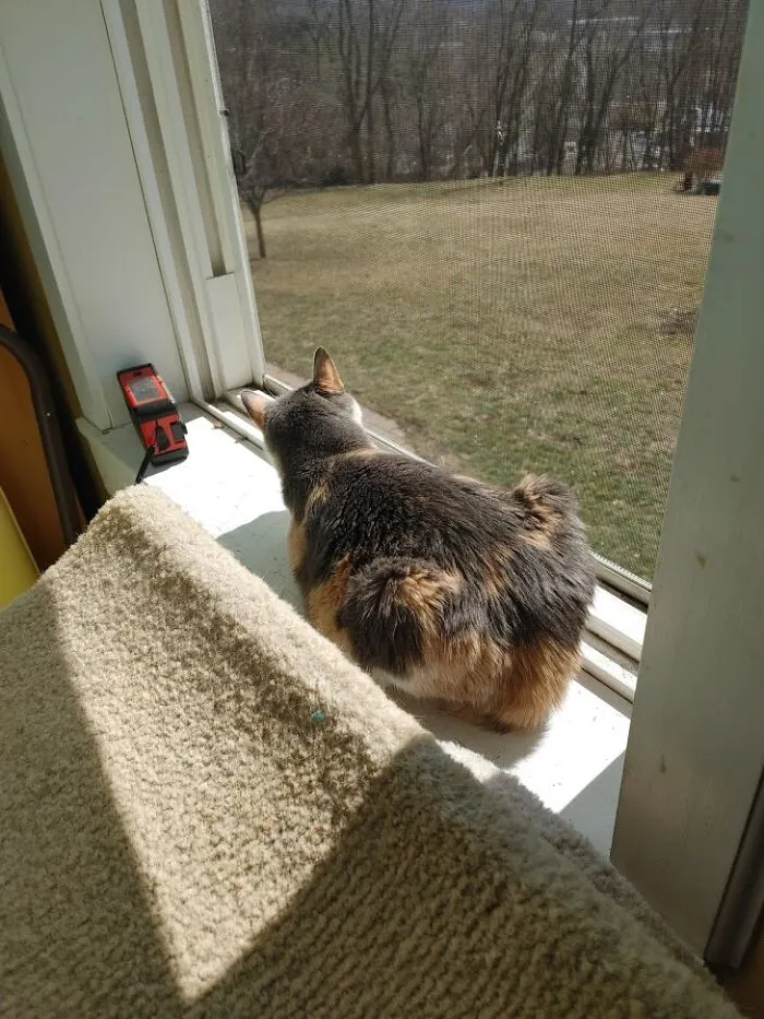 Cricket Finds A Spring Breeze - Even Though She Is Blind Cricket Knows Where To Find A Spring Breeze When A Window Is Finally Opened.