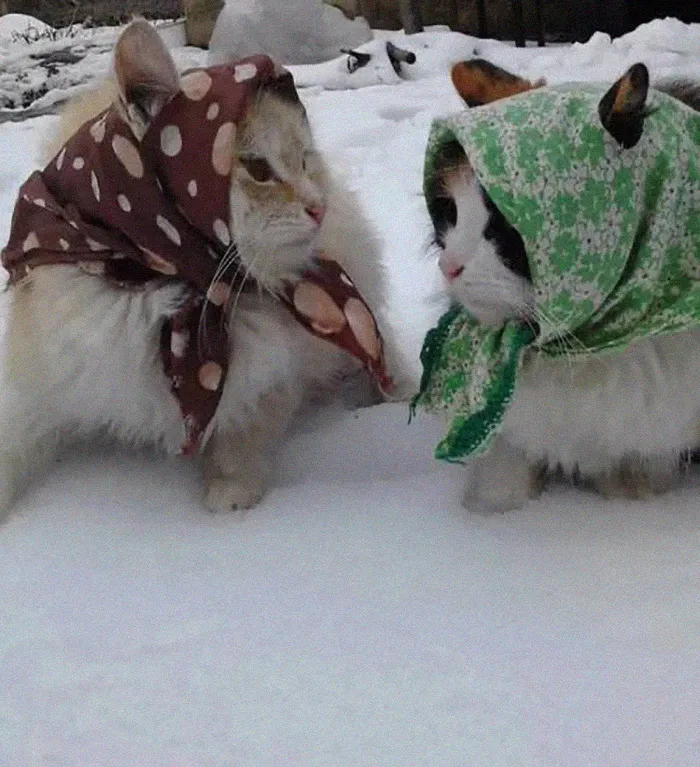 Babuschcats