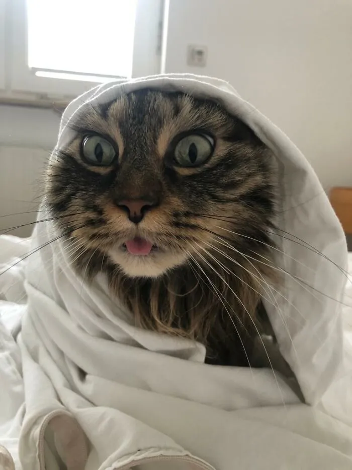 Maja Is A Good Looking Cat. Most Of The Time. But Sometimes The Derp Is Too Strong