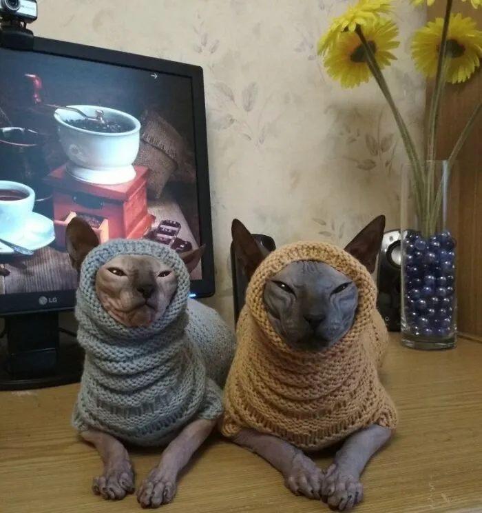 Meow_irl